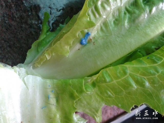 有蓝色的菜吗 134545c55c7n52c4fv54fq.jpg