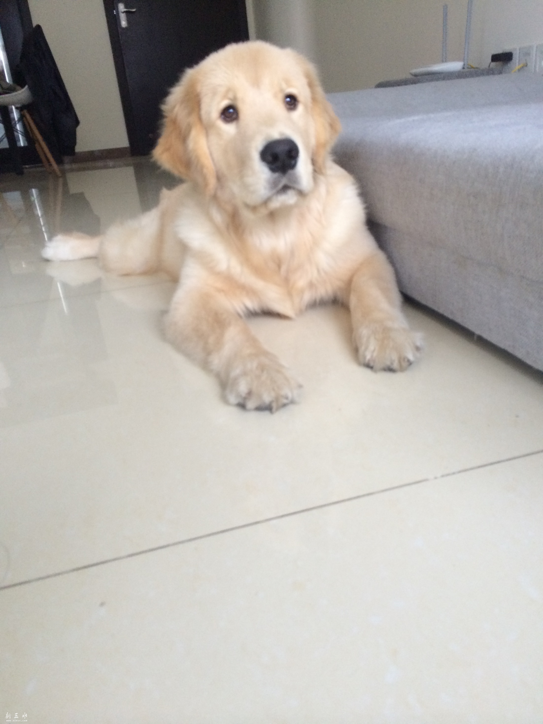 什么叫双血统的金毛 153441f17ihu1fm2qa5u2m.jpg