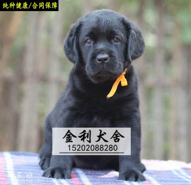 怎么挑选大骨架的狗 144525vvpwanwp8pag88p7.jpg