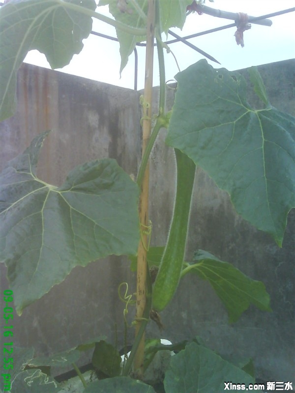 节瓜