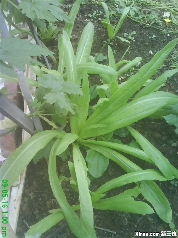 油麦菜
