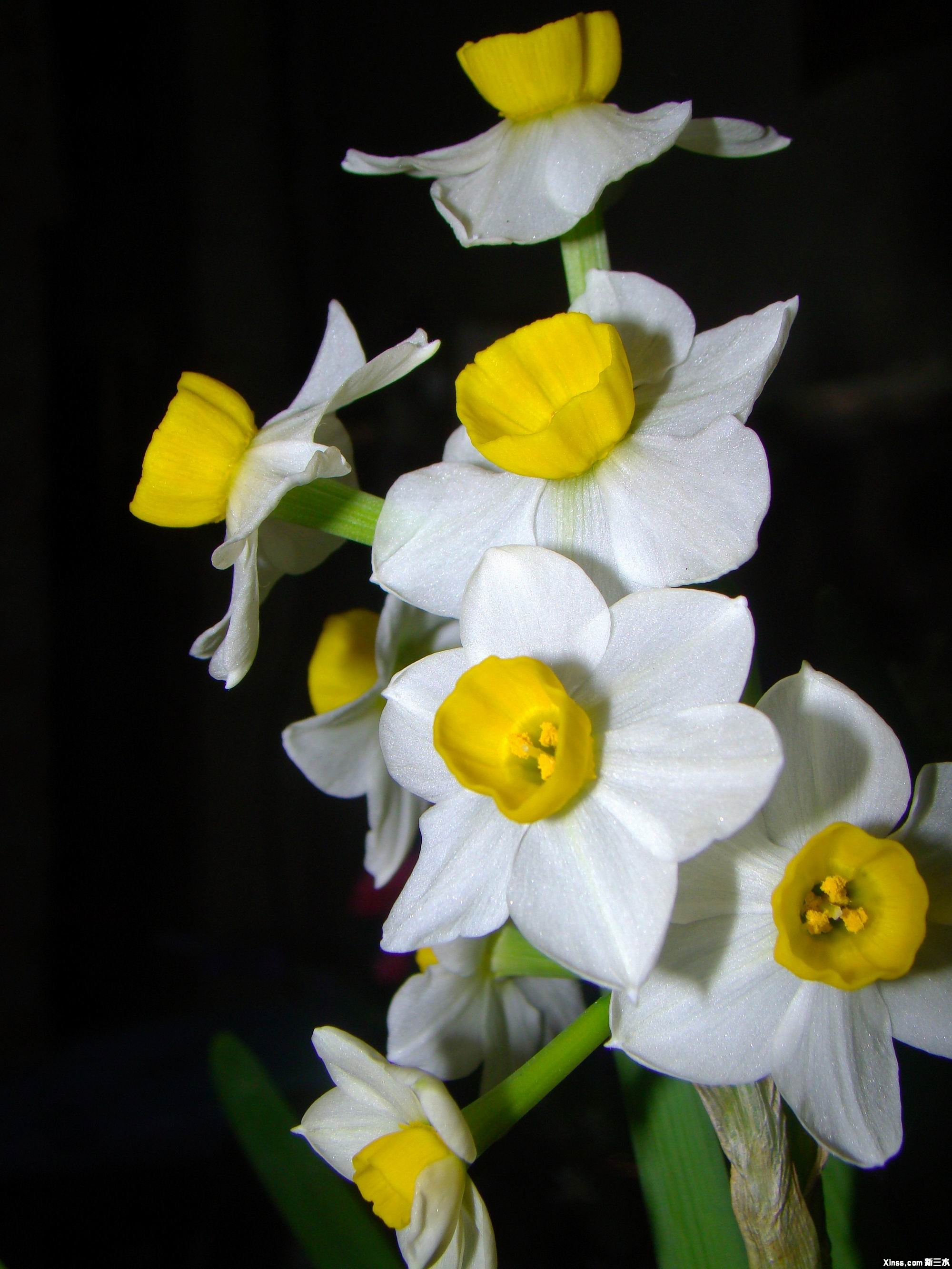 DSC04445.jpg