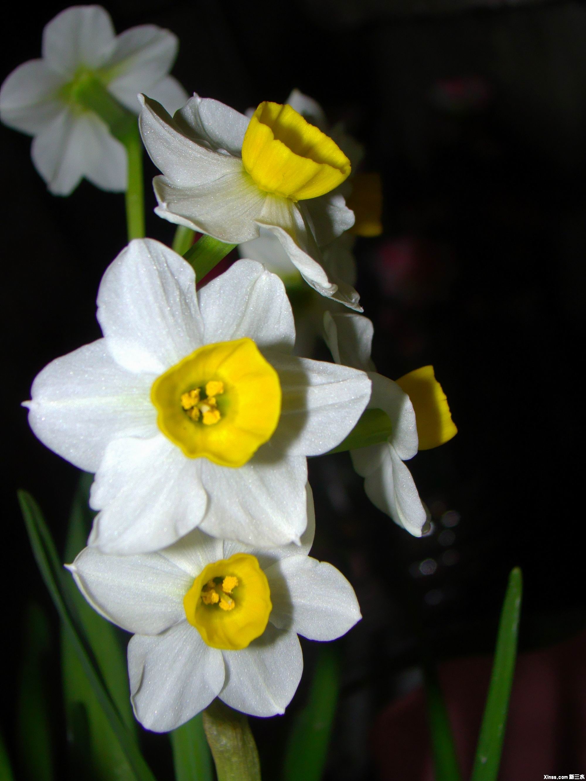 DSC04478.jpg