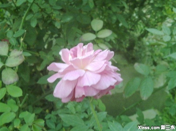 花虽美但有绿草衬托才显美