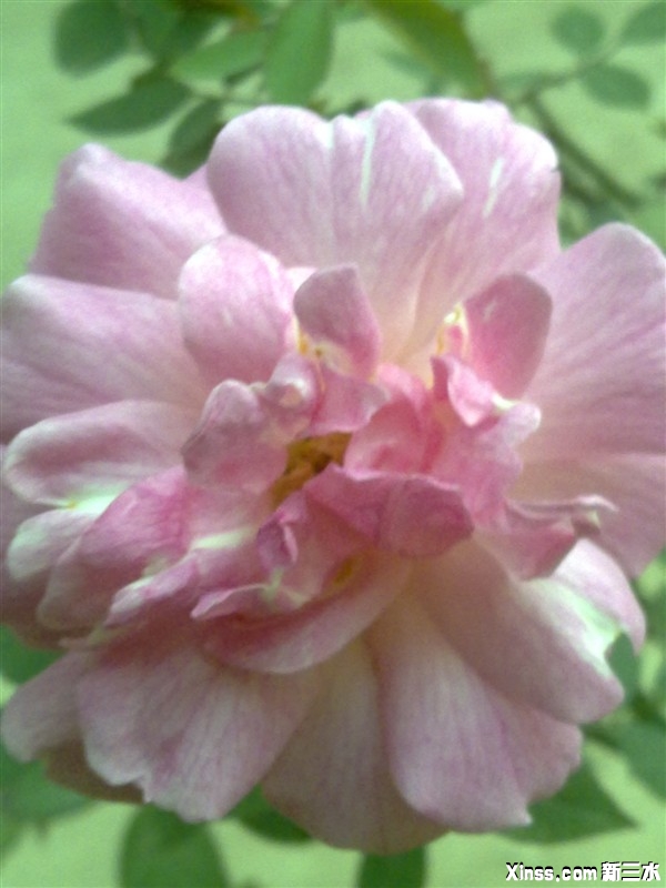 花心