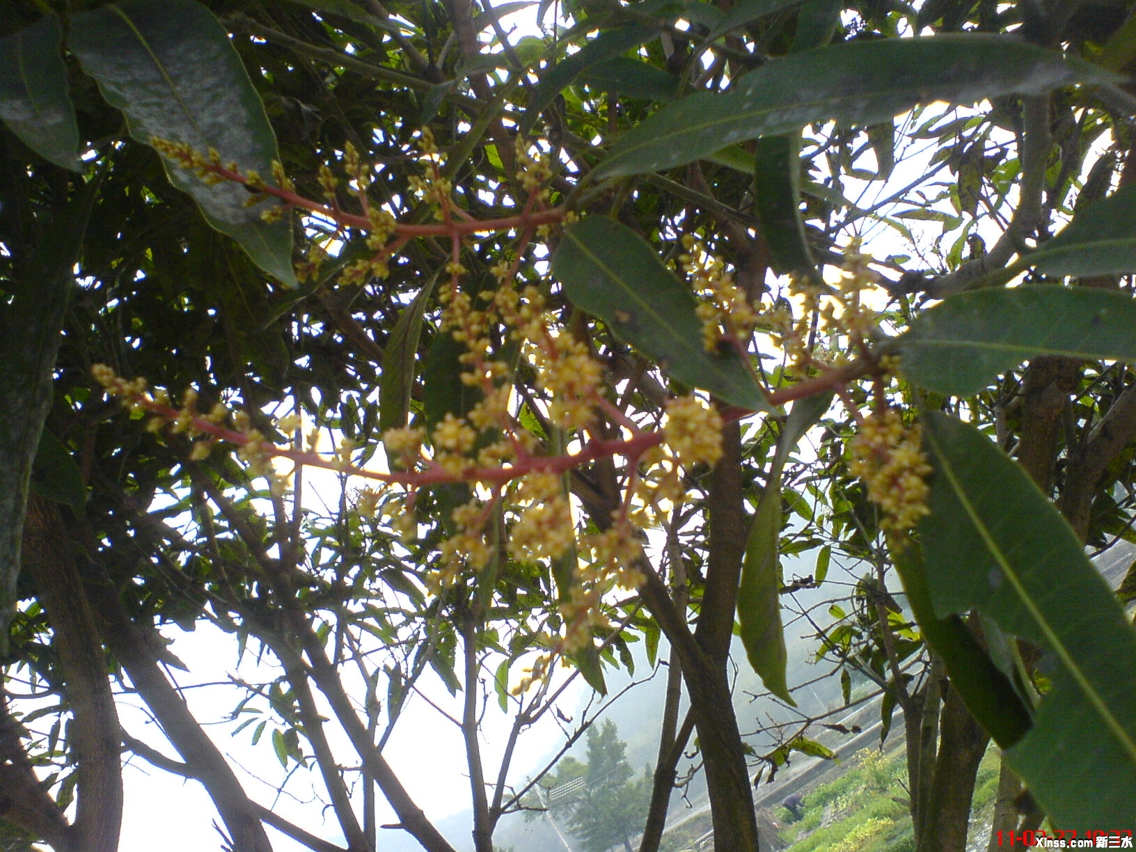 芒果开花了~