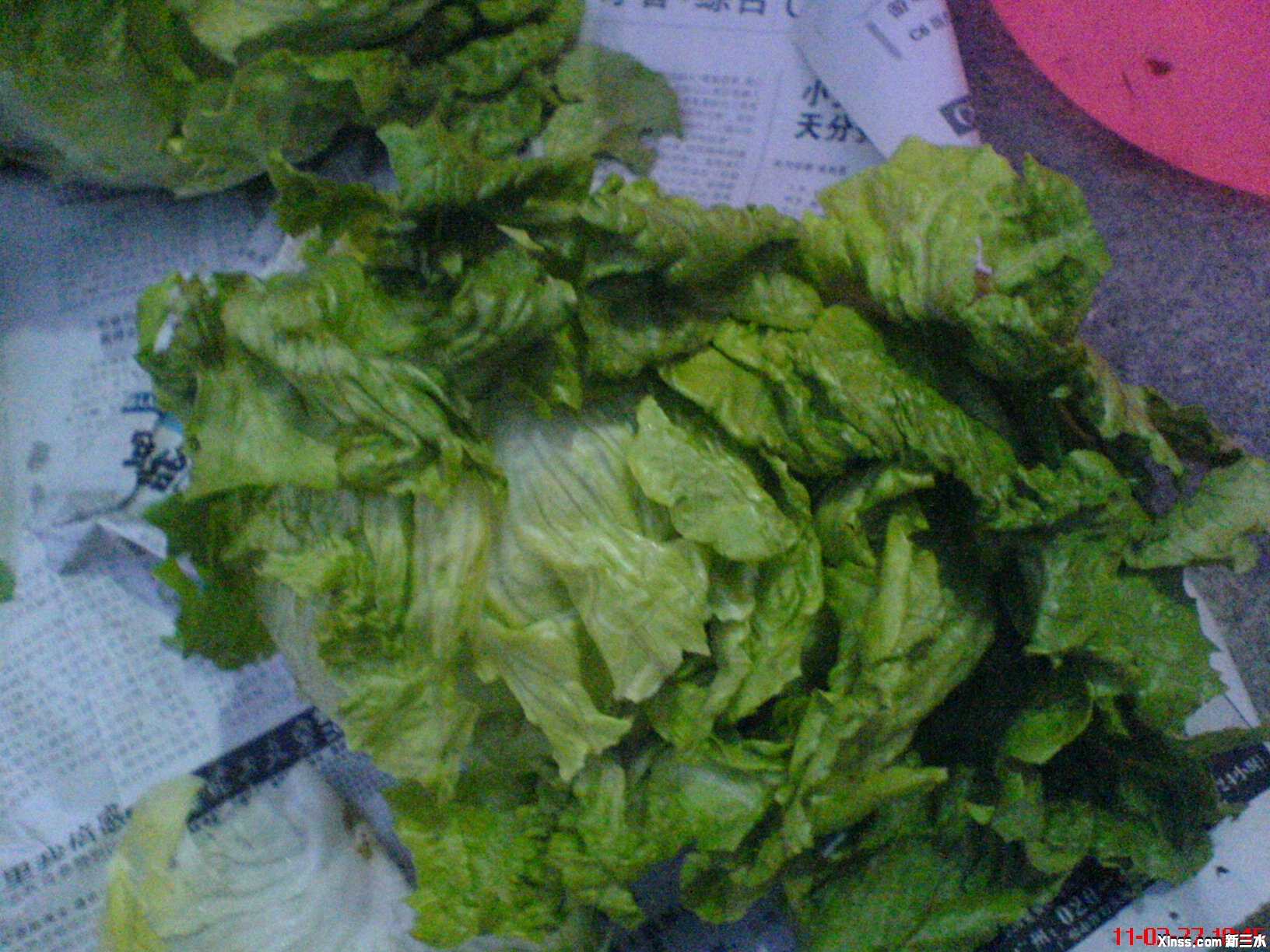 成斤重噶生菜