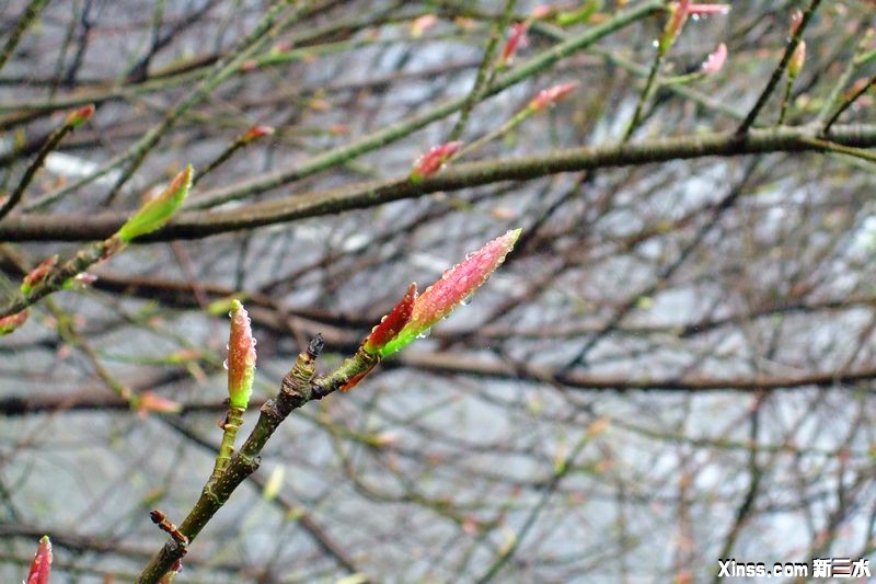 DSCF1729.jpg