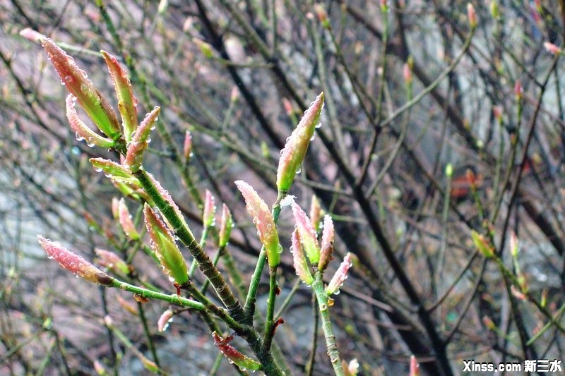 DSCF1730.jpg