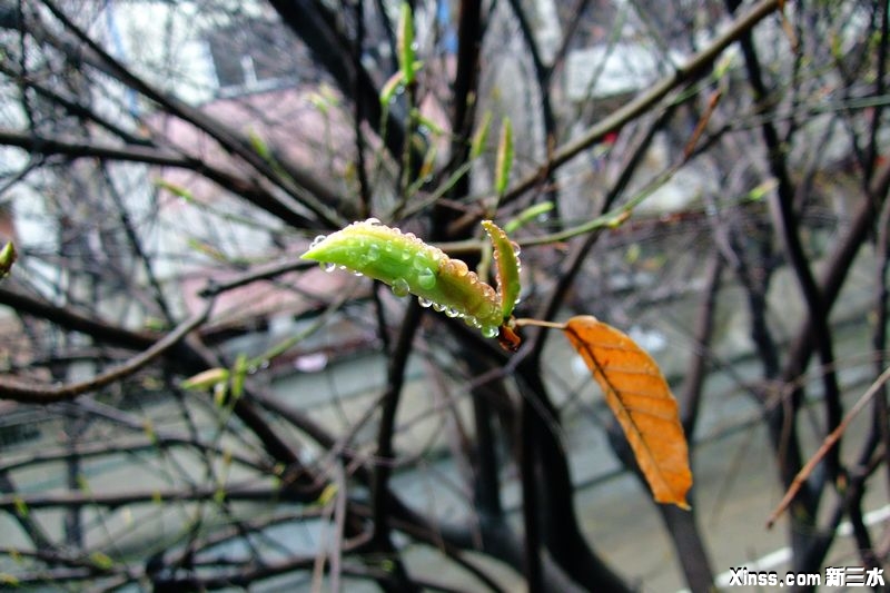 DSCF1738.jpg