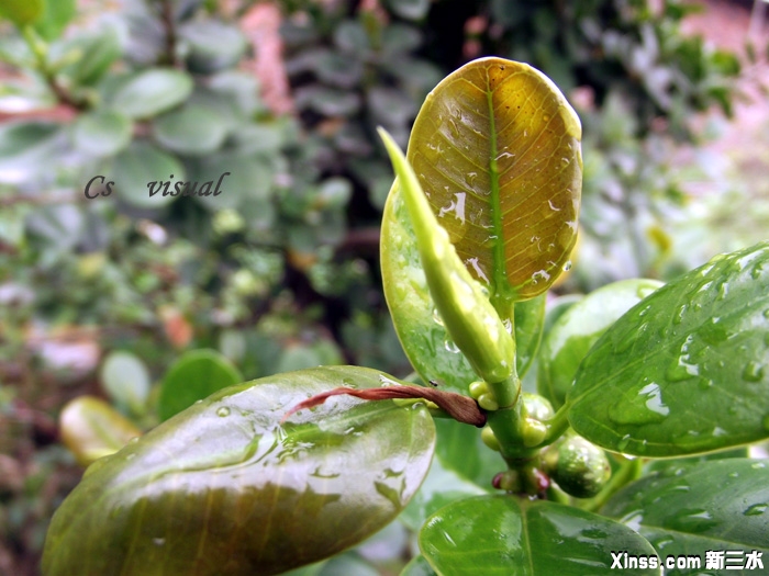 DSCF4236.jpg拷贝.jpg