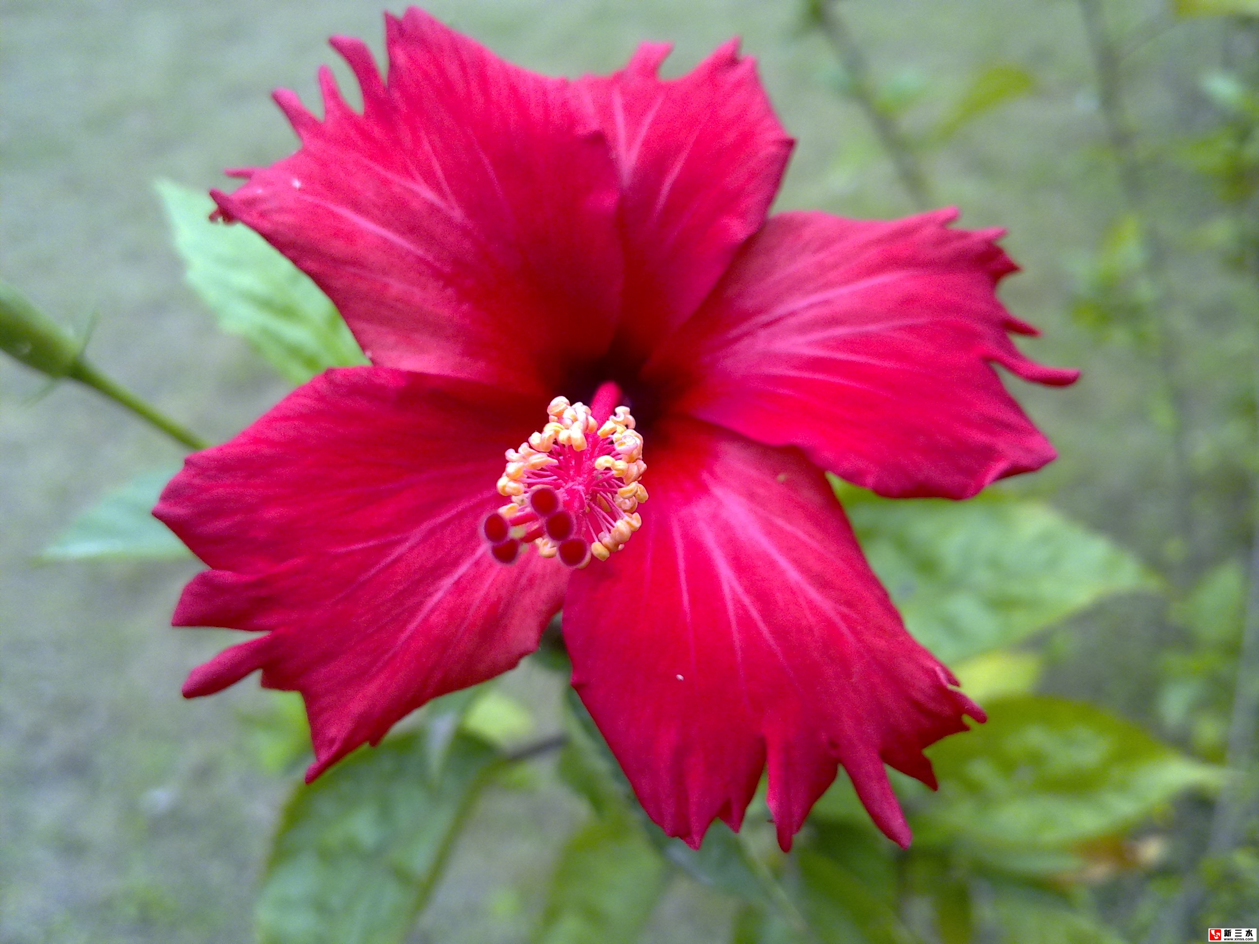 花1