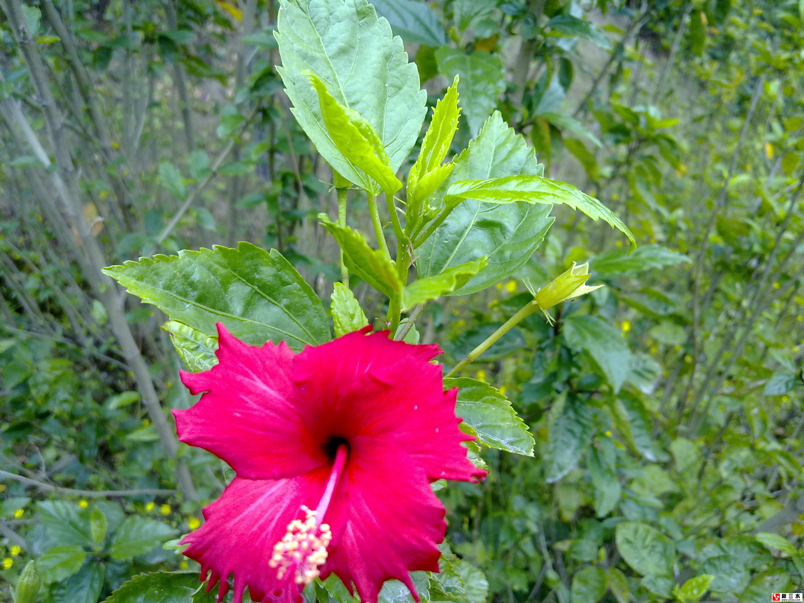 花3
