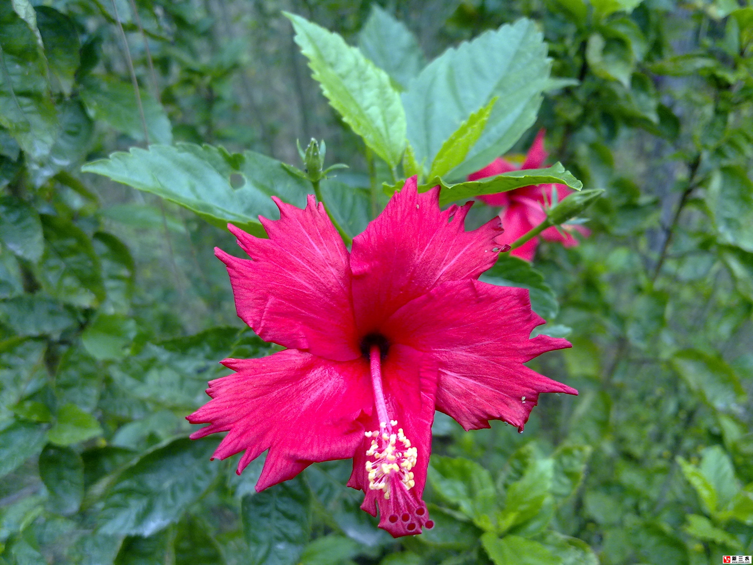 花2