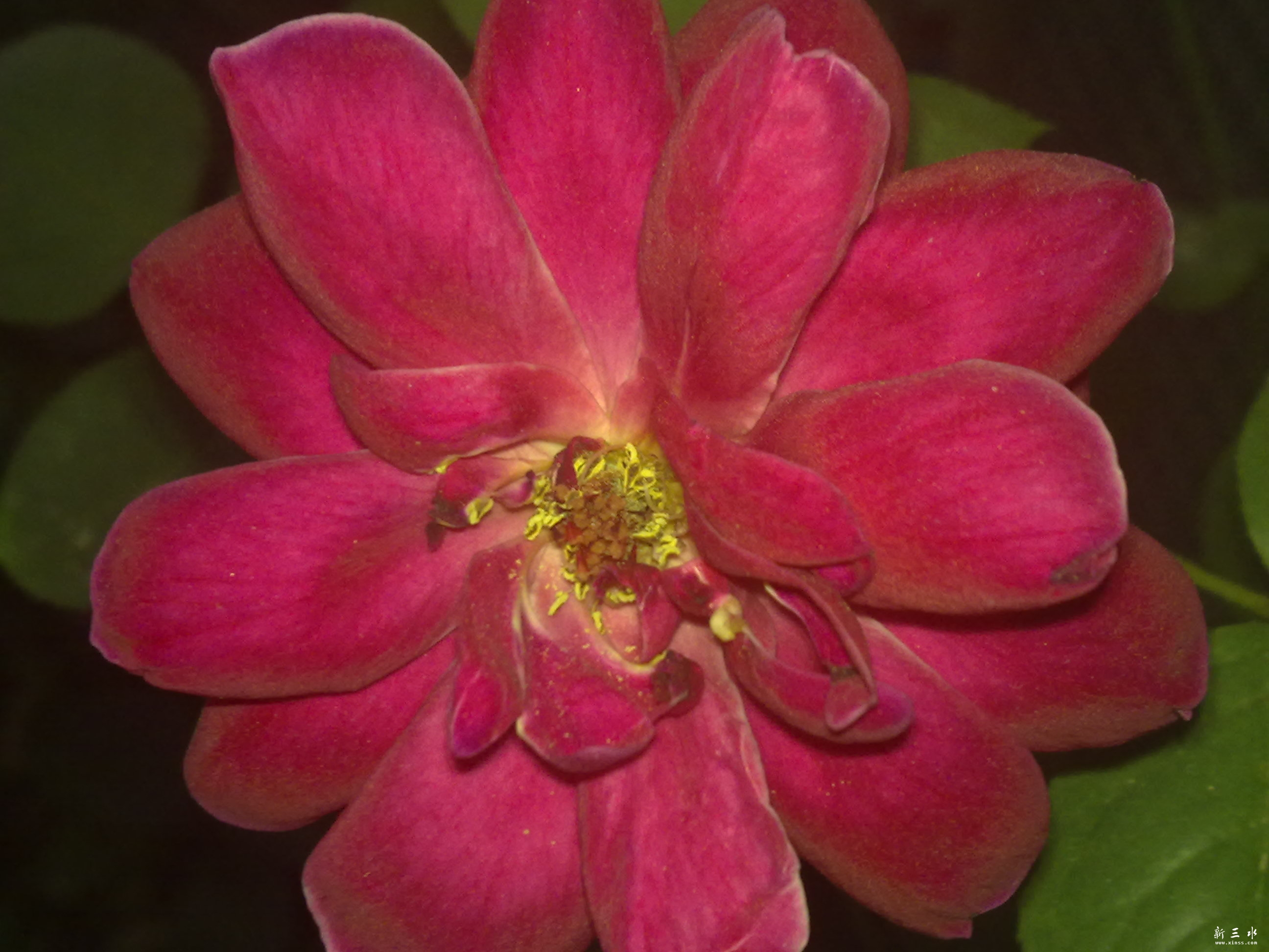 家花