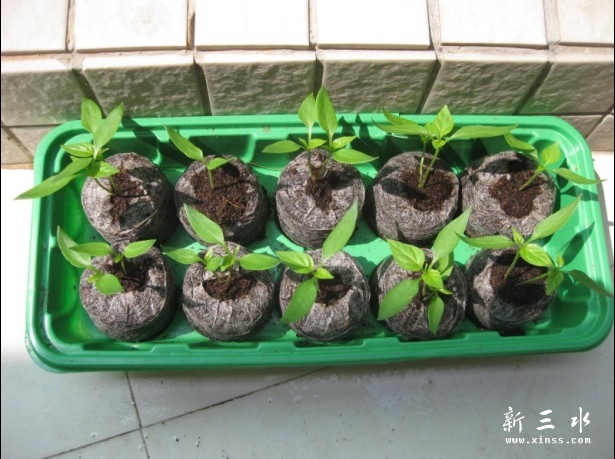咱家的辣椒长高了，本来要将它呼叫转移到花盆里的，但是找不到塘泥，还需等等