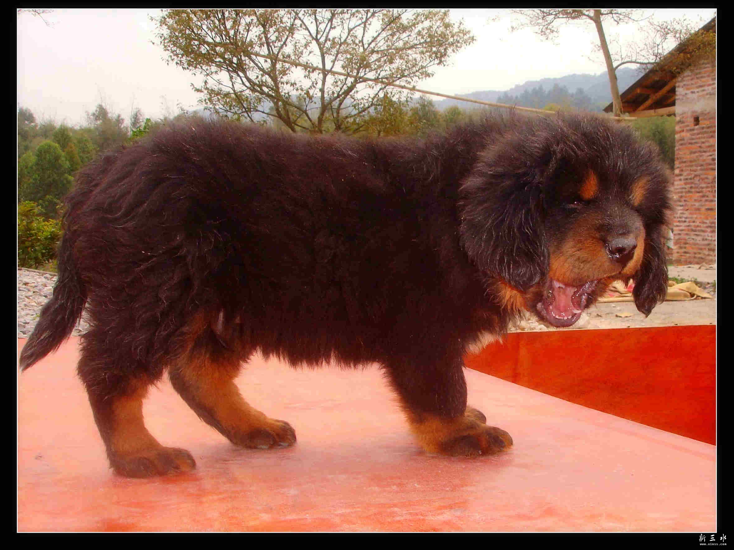 2011小獒
