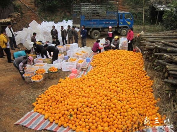 满地的橙子.jpg