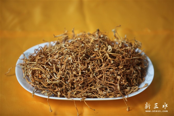 ��ֲ��ݻ�28��һ��