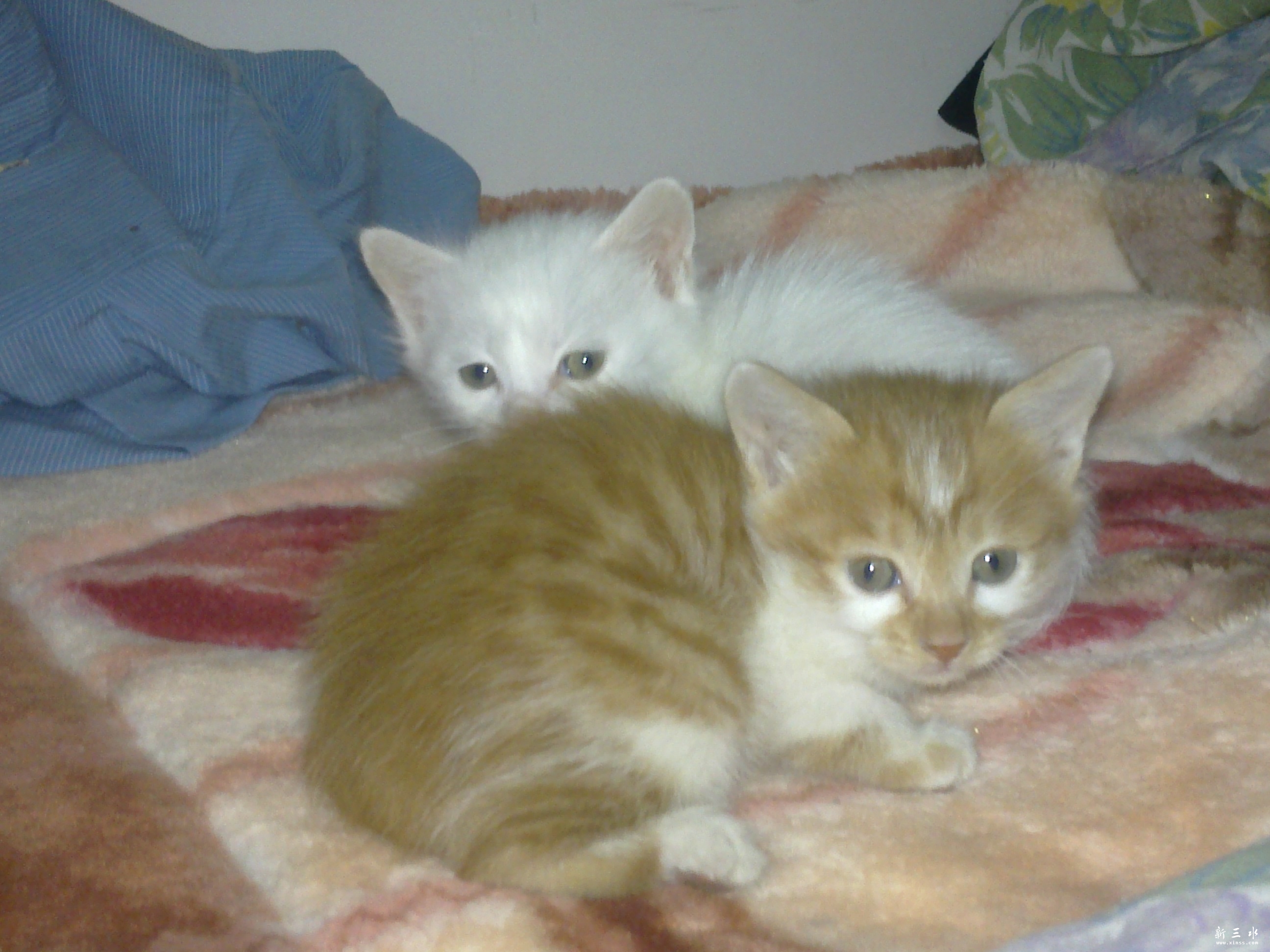 20120217582.jpg