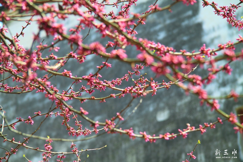 IMG_6628_调整大小.JPG