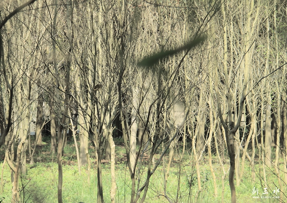IMG_6617_1_调整大小.JPG