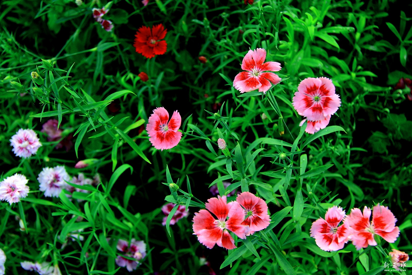 IMG_7267_调整大小.JPG