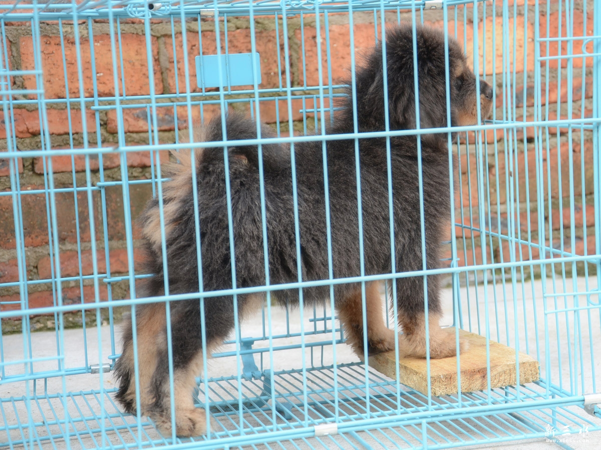 1小灰獒60天照.jpg