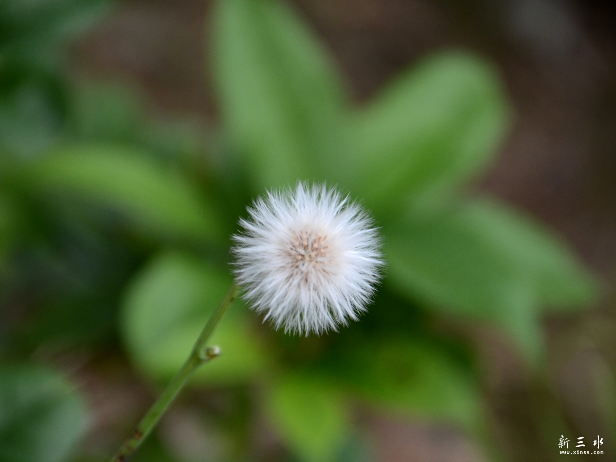 DSC_1916.jpg