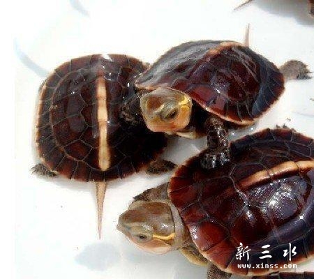 小苗最逗人爱