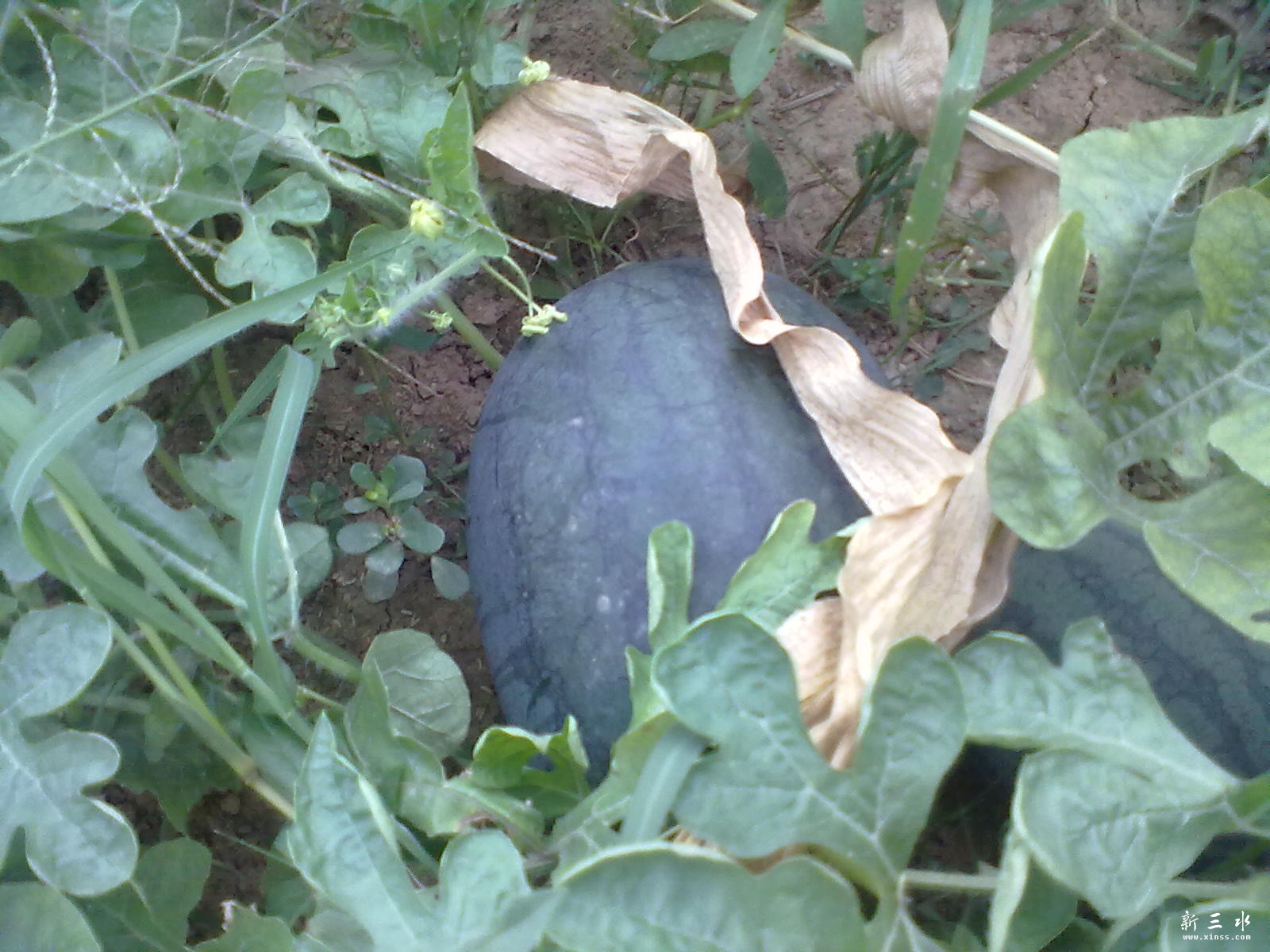 20120609102.jpg