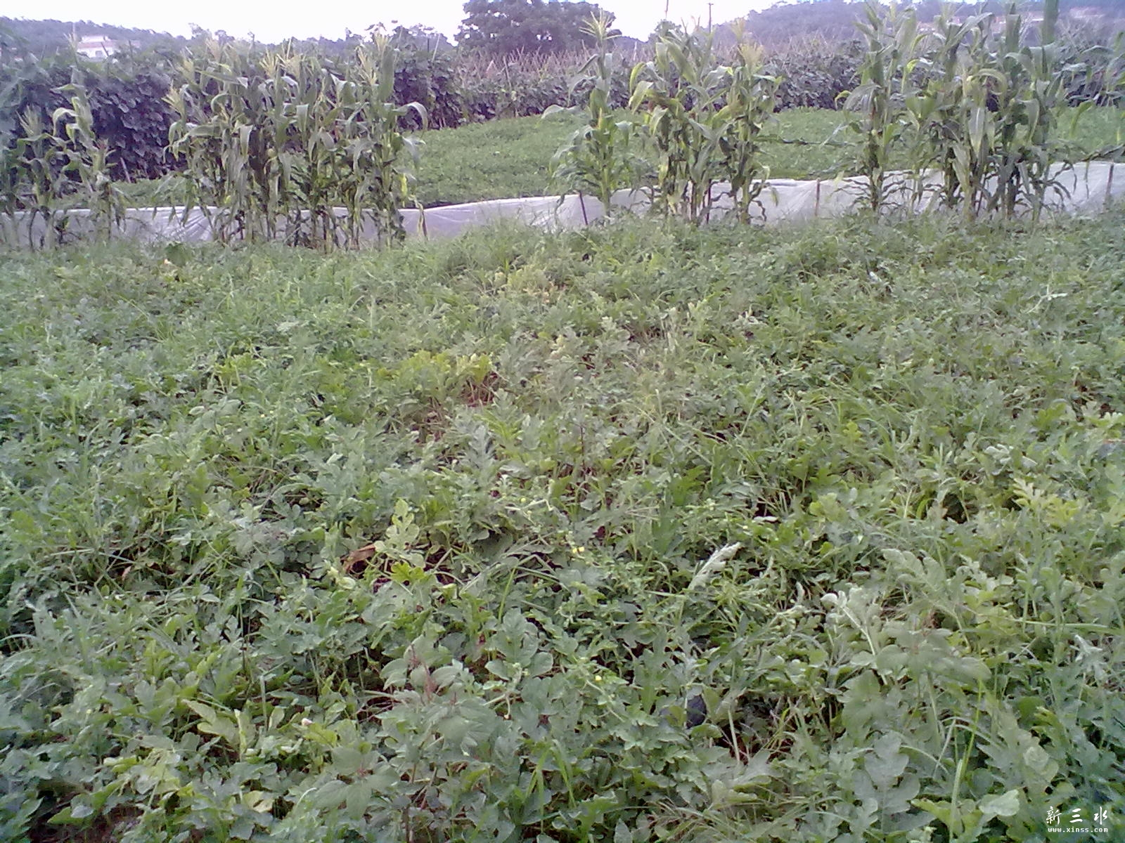 20120609104.jpg