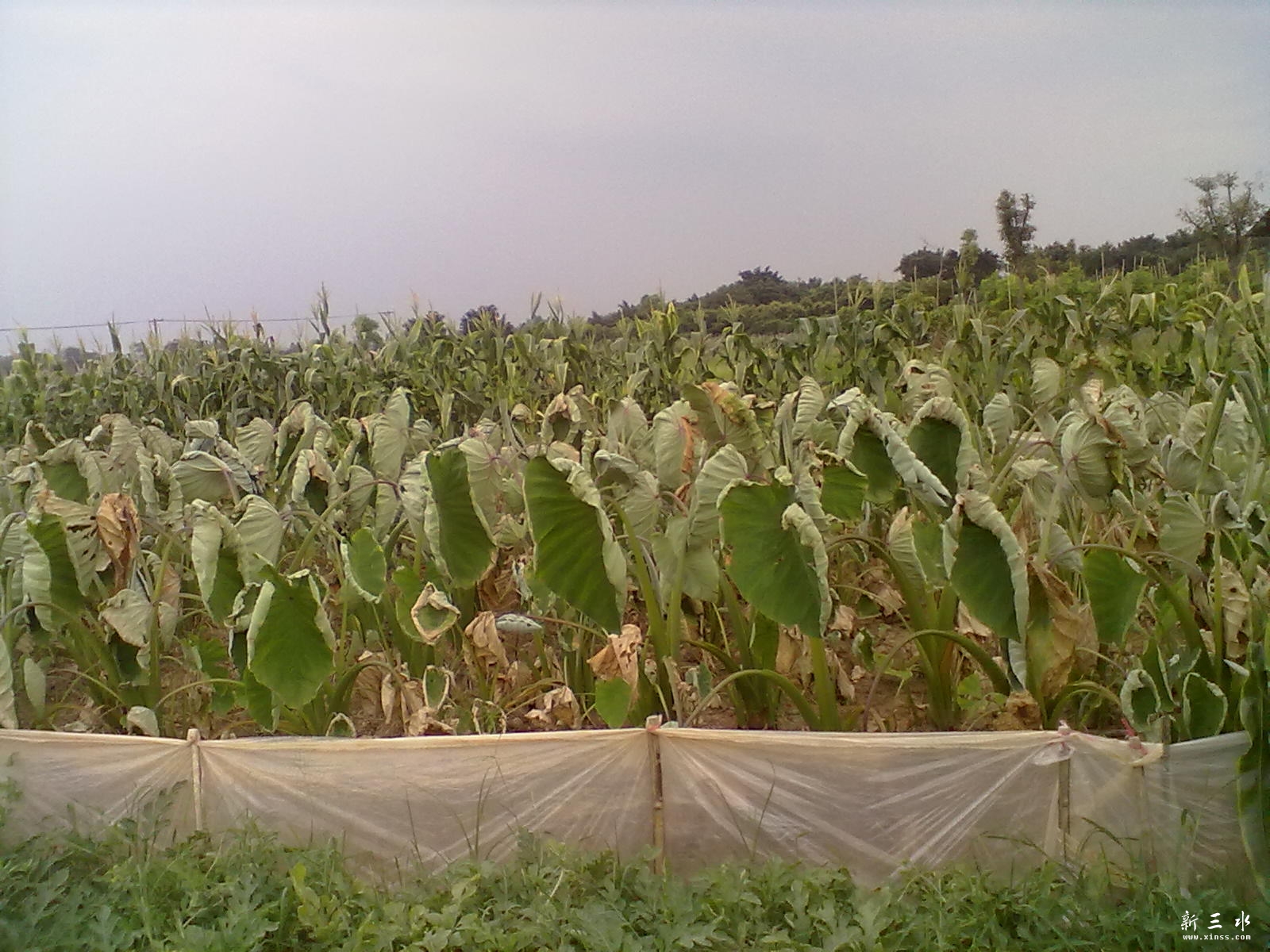 20120609105.jpg