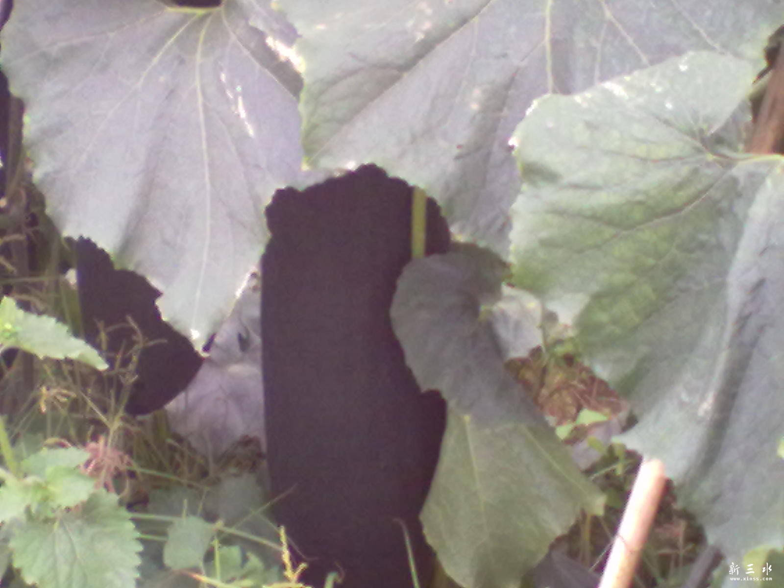20120609107.jpg