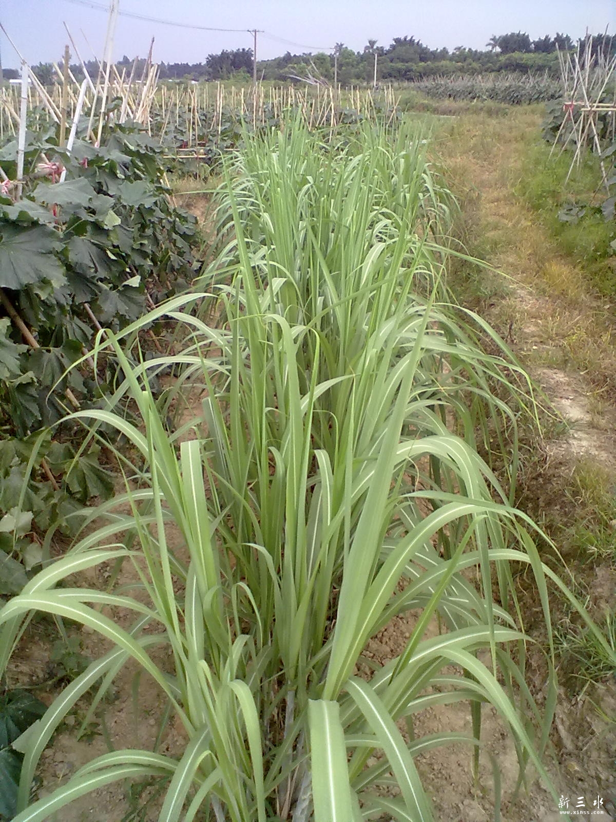 GANJIE
