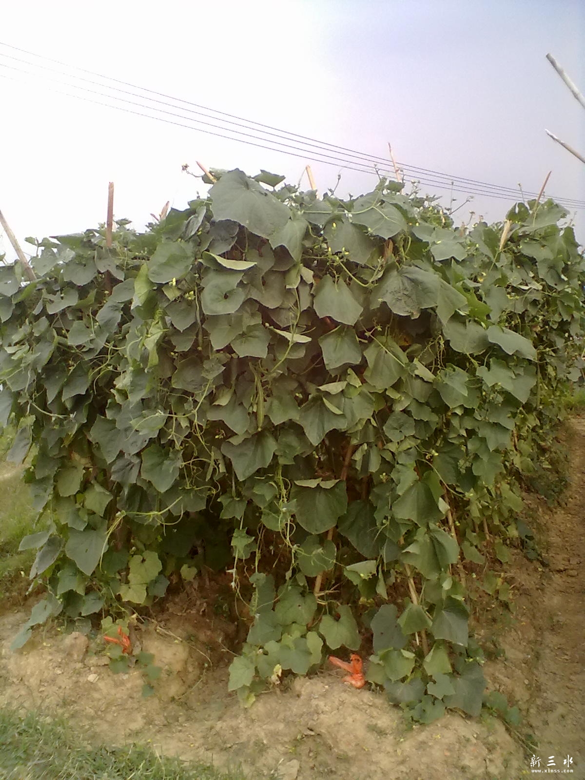 20120609110.jpg