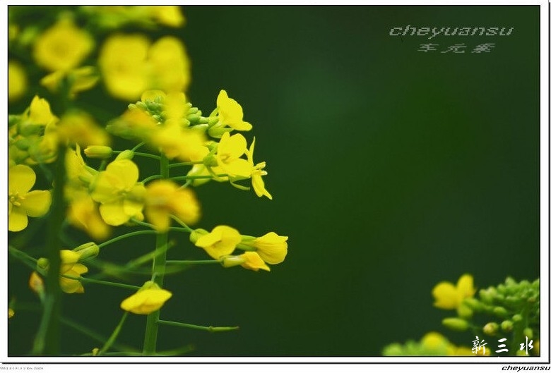 油菜花