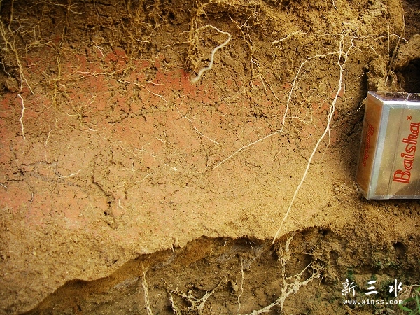 2011-07-06陶排水管2.jpg