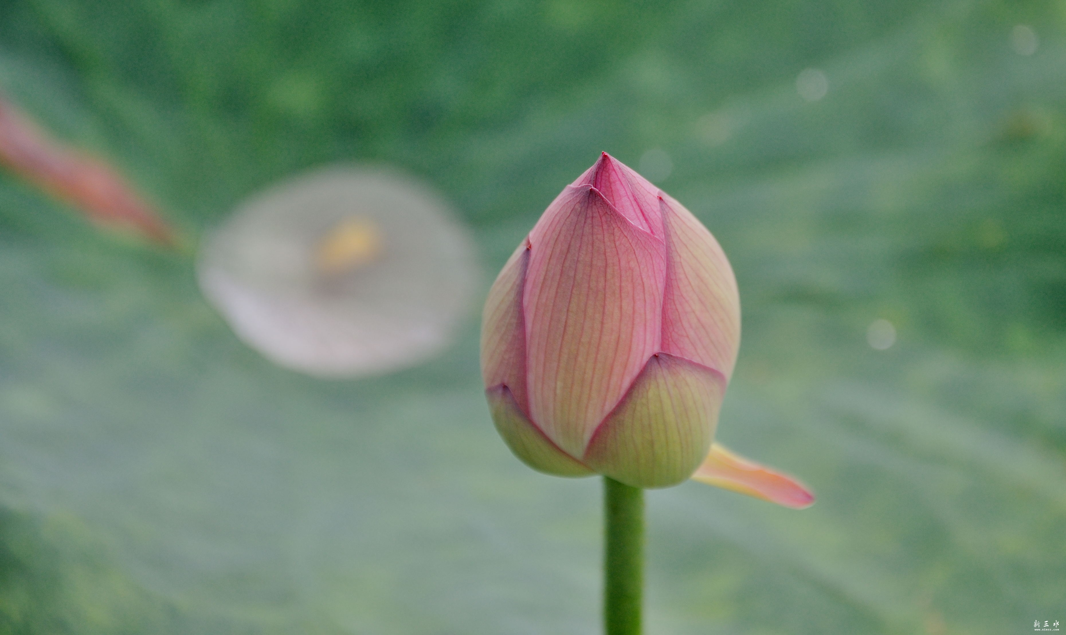 DSC_2198.jpg