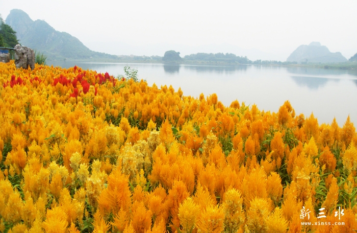 千色野花海之鸡冠花.jpg