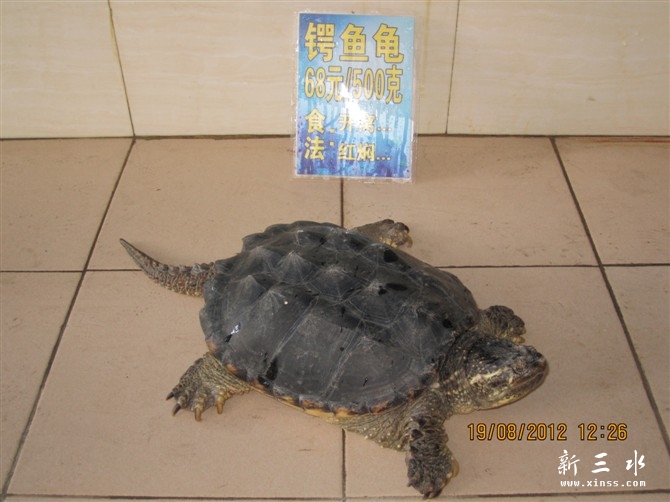 鳄鱼龟