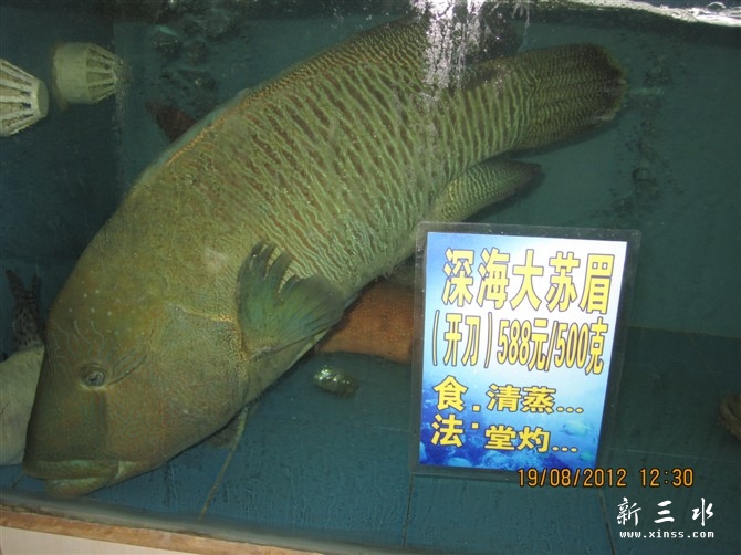 深海大苏眉
