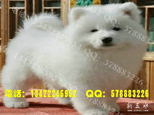 萨摩0027.jpg