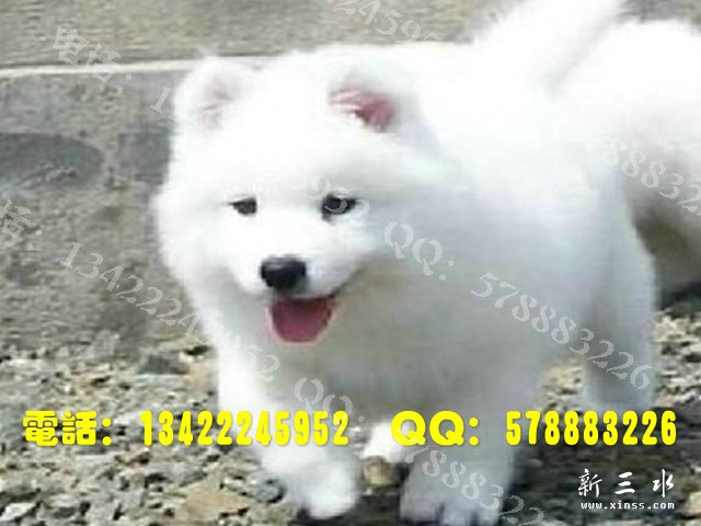 萨摩0029.jpg