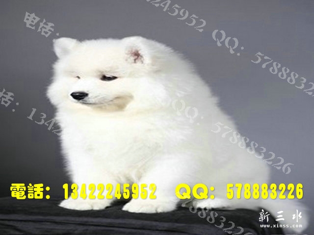 萨摩0030.jpg