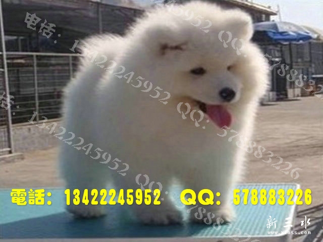 萨摩0032.jpg