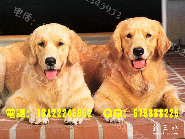 金毛0010.jpg