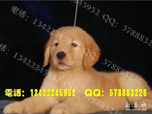 金毛0011.jpg