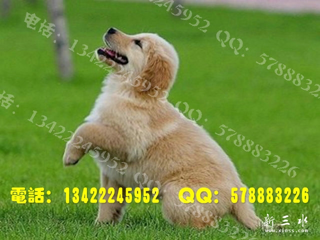 金毛0013.jpg