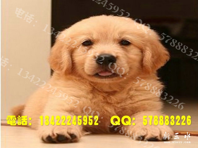 金毛0015.jpg